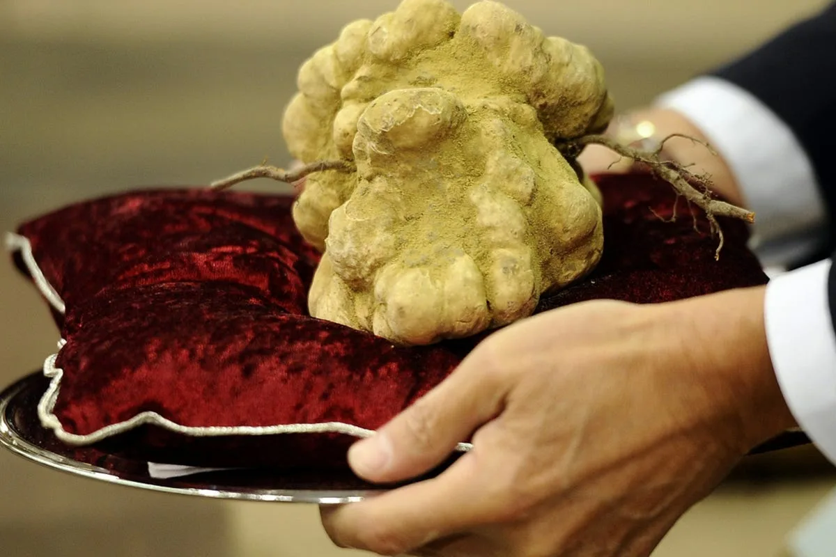 Estos altos precios no son habituales en las trufas blancas, aunque se trata de hongos muy apreciados y caros.